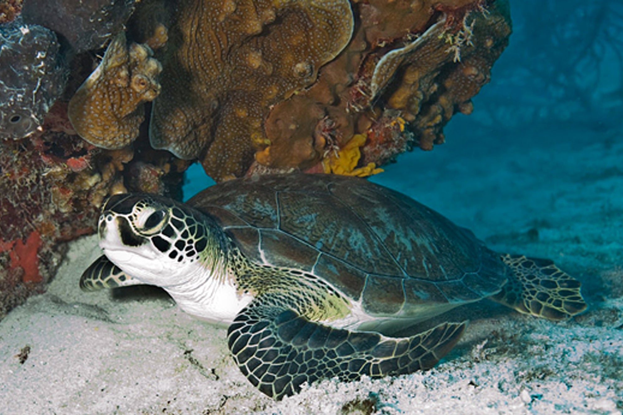7 Types of Sea Turtles