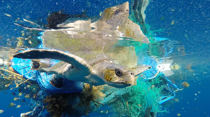 The Olive Ridley Project: Saving Sea Turtles in the Maldives