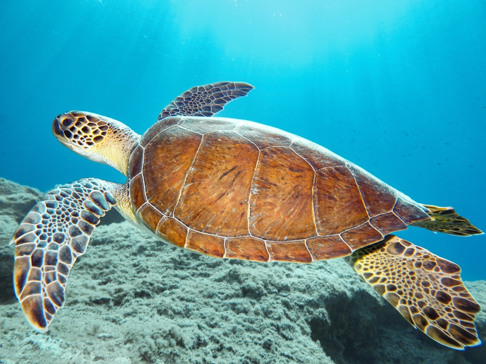 A beautiful green sea turtle - Chelonia mydas swimming in the sea of Fig Tree Bay, Cyprus, Mediterranean Sea
